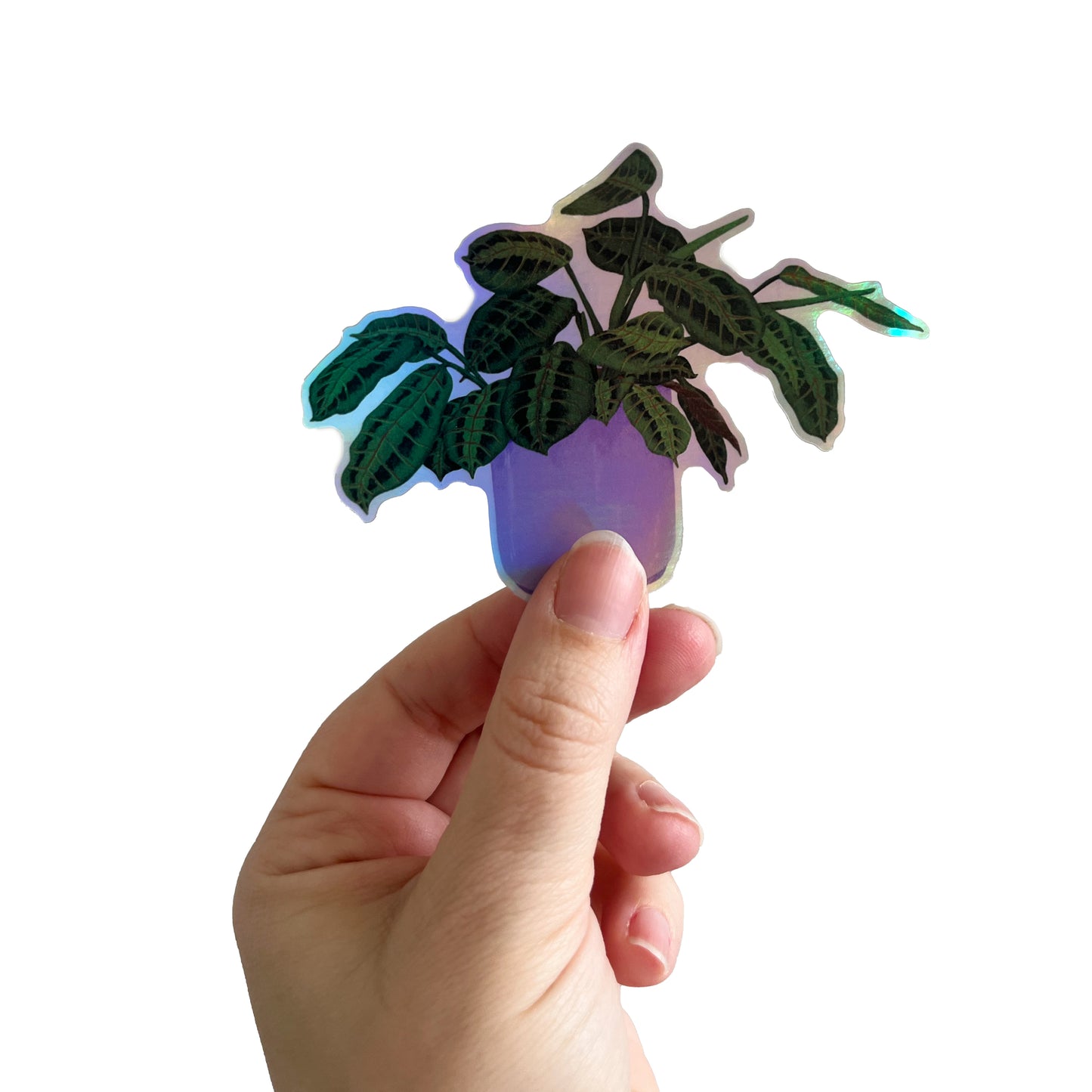 Jolanda Epprecht - Holografischer Sticker "Maranta Leuconeura" (5 Stück)