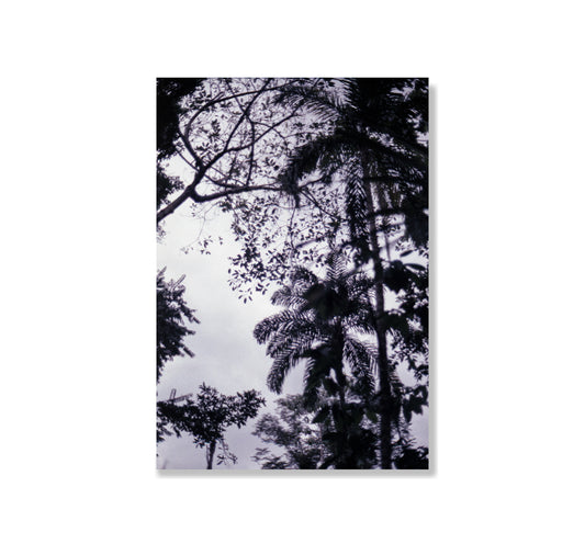 Josephine Weber - Plakat "La Selva" (5 Stück)
